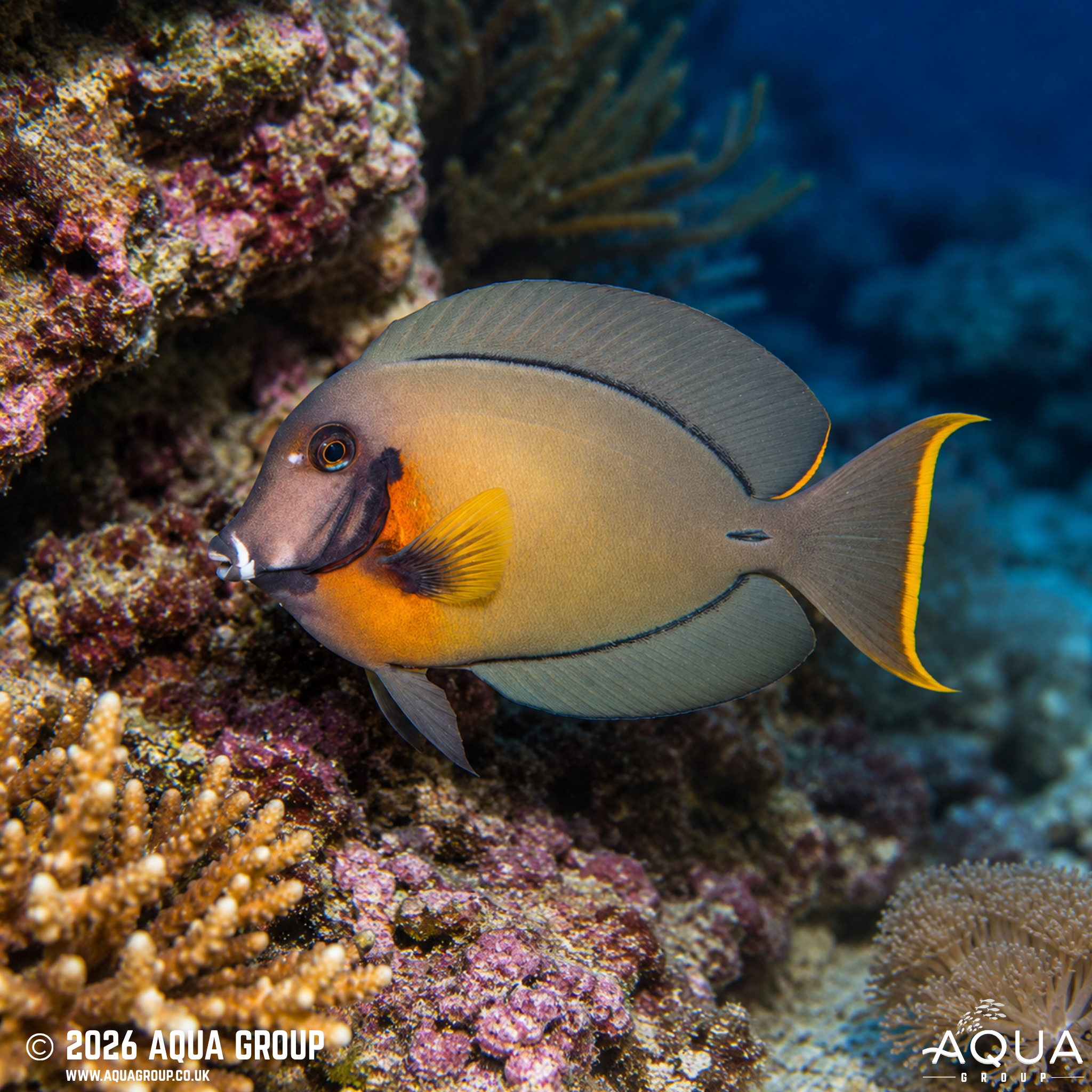 Mustard Guineafowl Tang (Acanthurus pyroferus)