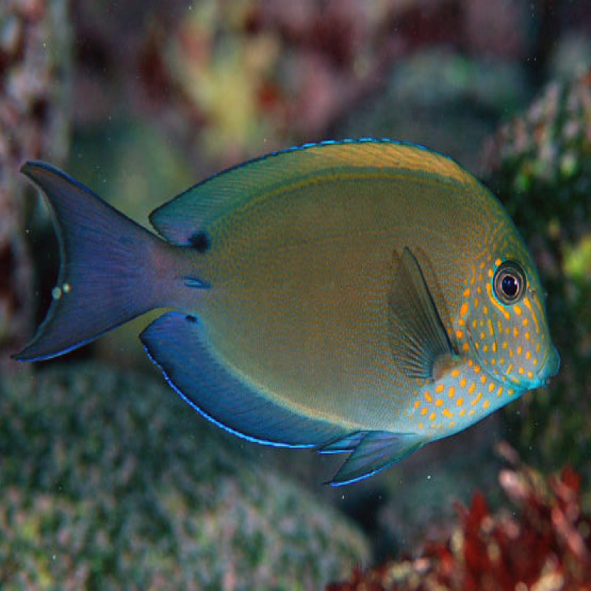 Lavender Tang (Acanthurus nigrofuscus)