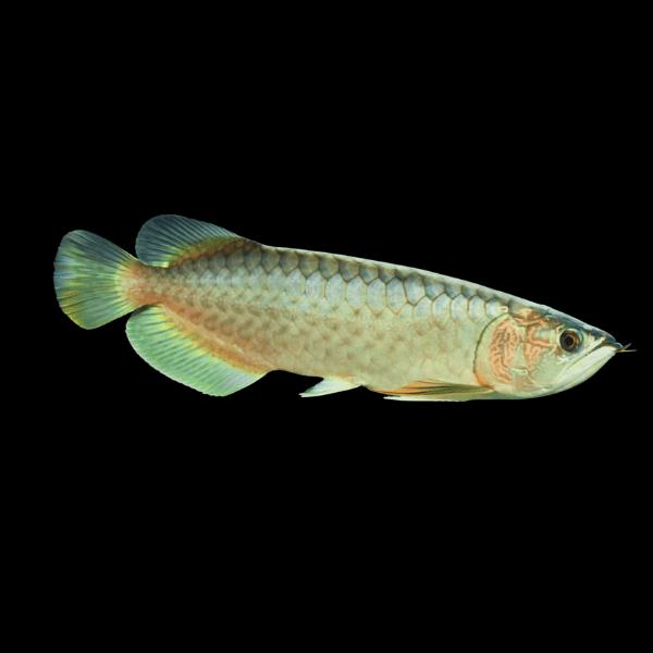 Nami Green Arowana Scleropages Inscriptus 20cm - Real Aquatics