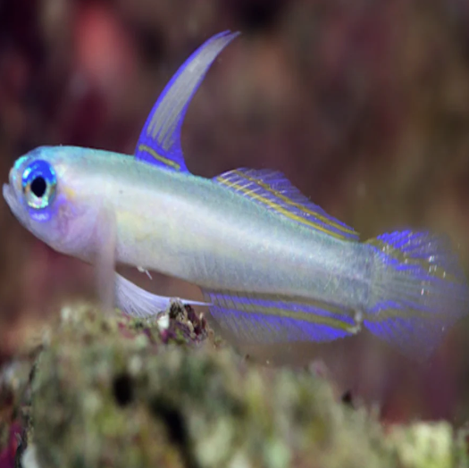 Nano Blue Eye Goby (Tryssogobius colini)