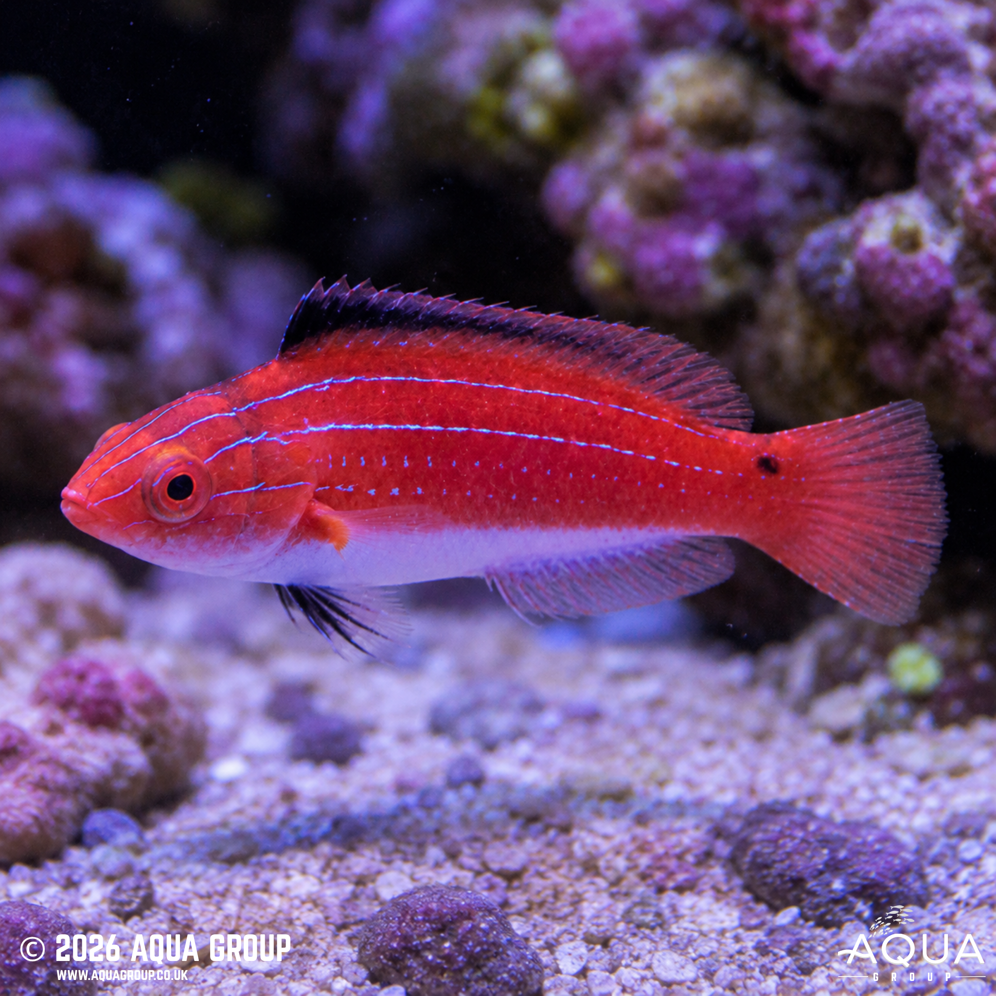 Naoko's Fairy Wrasse (Cirrhilabrus naokoae)
