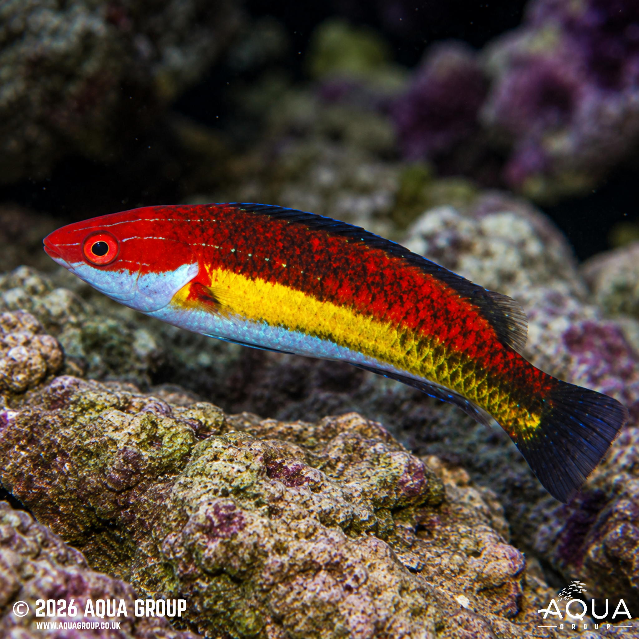 Naoko's Fairy Wrasse