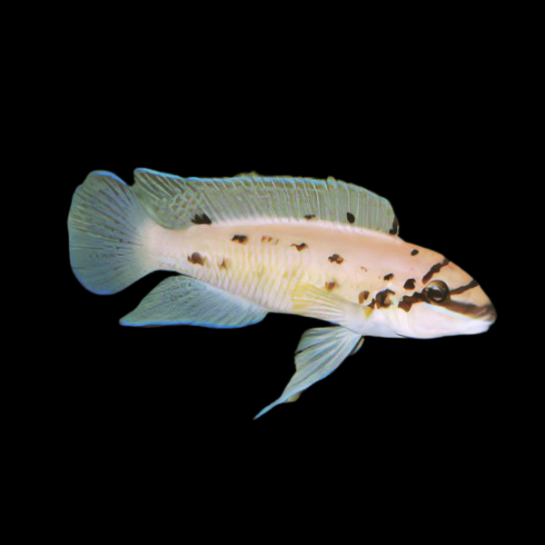 Ndoboi Cichlid Chalinochromis Ndoboi 5cm - Real Aquatics