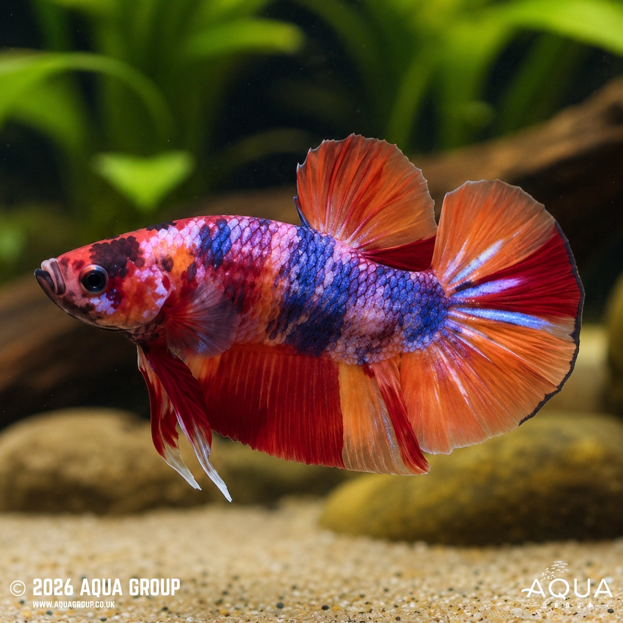 Nemo Candy Plakat #12