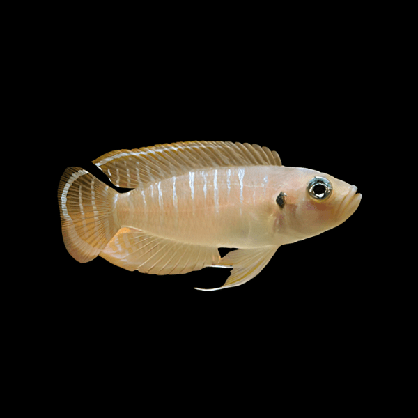 Neolamprologus Brevis Tanganyikan African Cichlids 3cm - Real Aquatics