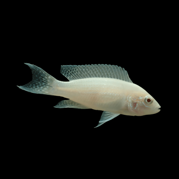 Neolamprologus Brichardi Albino Tanganyikan African Cichlids 5cm - Real Aquatics
