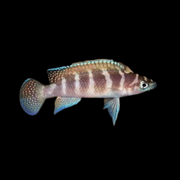 Neolamprologus Cylindricus Tanganyikan African Cichlids 5cm - Real Aquatics