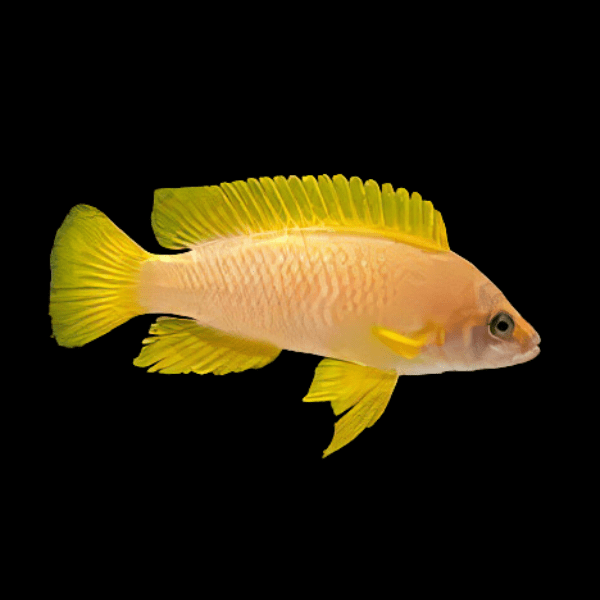 Neolamprologus Mustax Tanganyikan African Cichlids 3cm - Real Aquatics