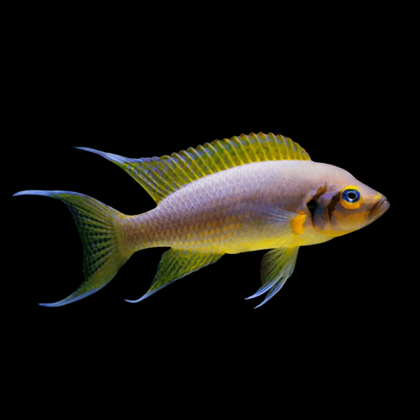 Neolamprologus Pulcher Daffodil Tanganyikan African Cichlids 5cm - Real Aquatics