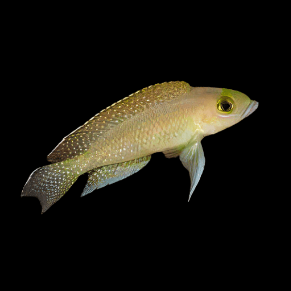Neolamprologus Ventralis Tanganyikan African Cichlids 3cm - Real Aquatics