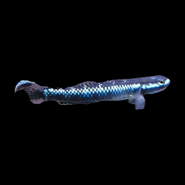 Neon Blue Goby Stiphodon Atropurpureus 3cm - Real Aquatics