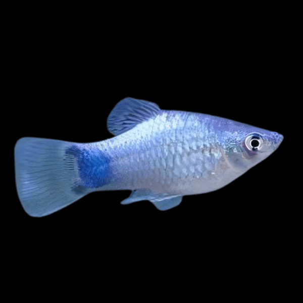 Neon Blue Platy Xiphophorus Maculatus 3cm - Real Aquatics