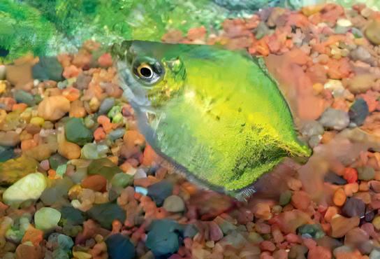 Neon Green Silver Dollar Myleus Ternetzi 5cm - Real Aquatics