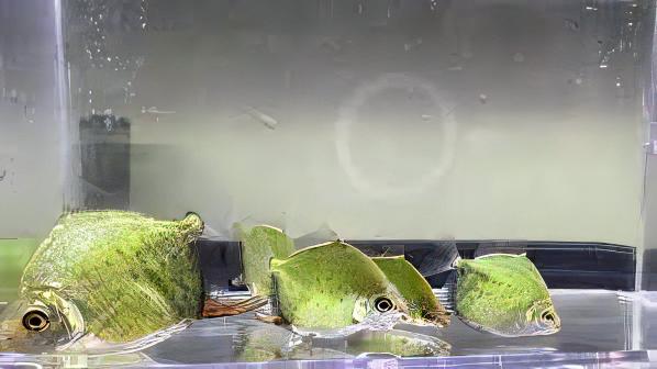 Neon Green Silver Dollar Myleus Ternetzi 5cm - Real Aquatics