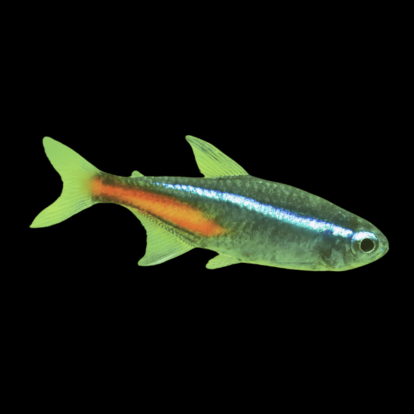 Neon Green Tetra Paracheirodon Simulans 2cm - Real Aquatics