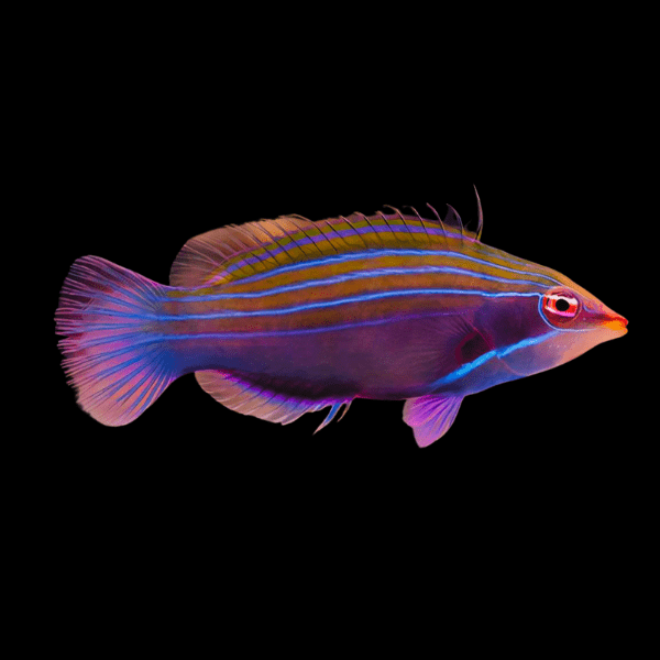 Neon Line Wrasse Pseudocheilinus Tetrataenia - Real Aquatics