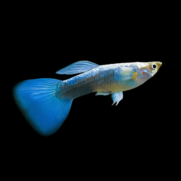 Neon Male Guppy Poecilia Reticulata 3cm - Real Aquatics