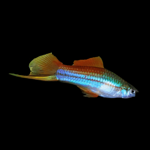 Neon Swordtail Xiphophorus Hellerii 3cm - Real Aquatics