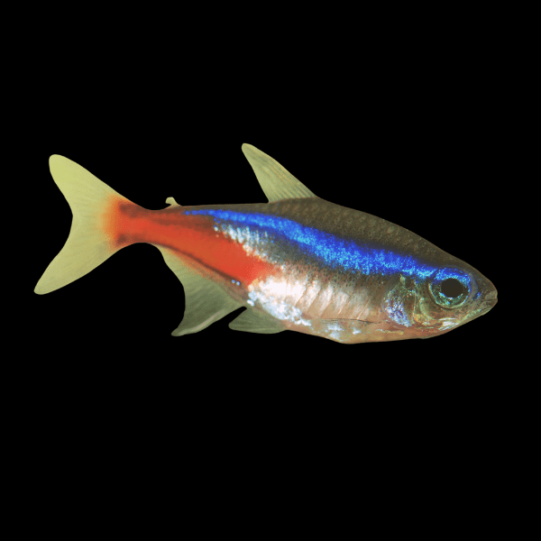 Neon Tetra Paracheirodon Innesi 2cm - Real Aquatics