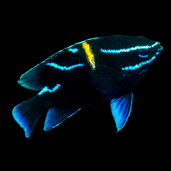 Neon Velvet Damsel Neogylphidodon Oxyodon - Real Aquatics
