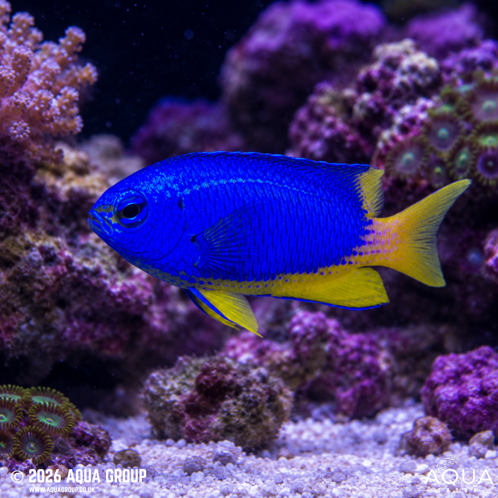Neon Damsel (Pomacentrus coelestis)