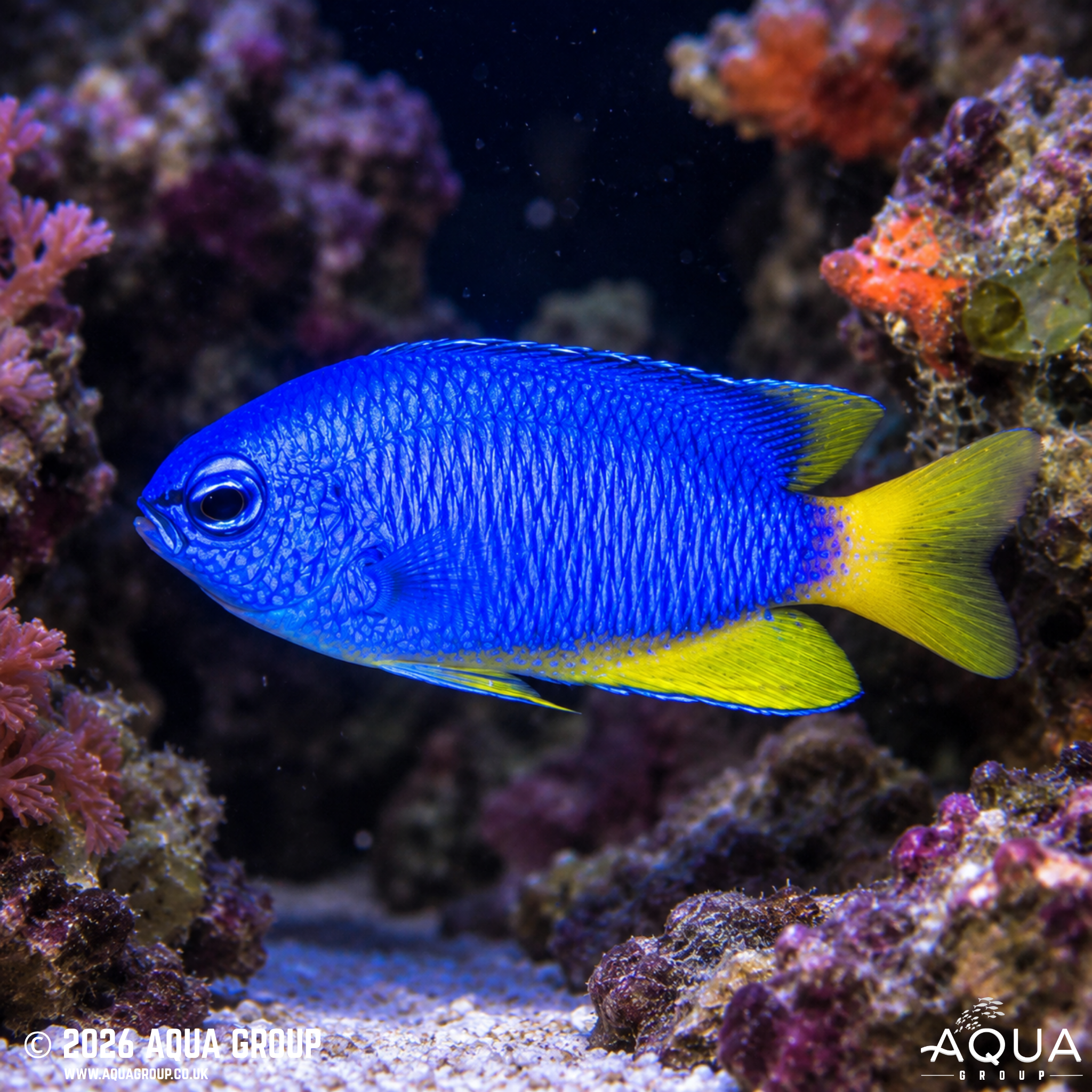 Neon Damsel (Pomacentrus coelestis)