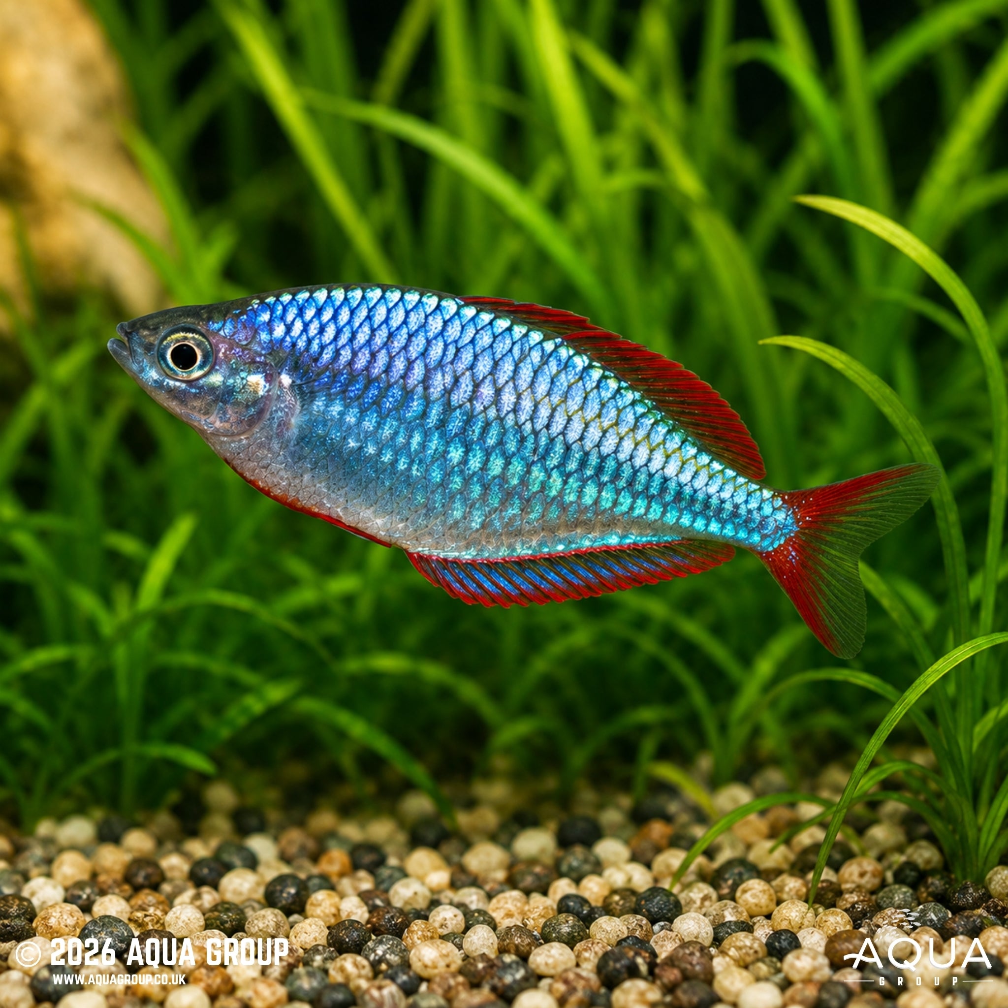 Neon Dwarf Rainbowfish (Melanotaenia praecox)