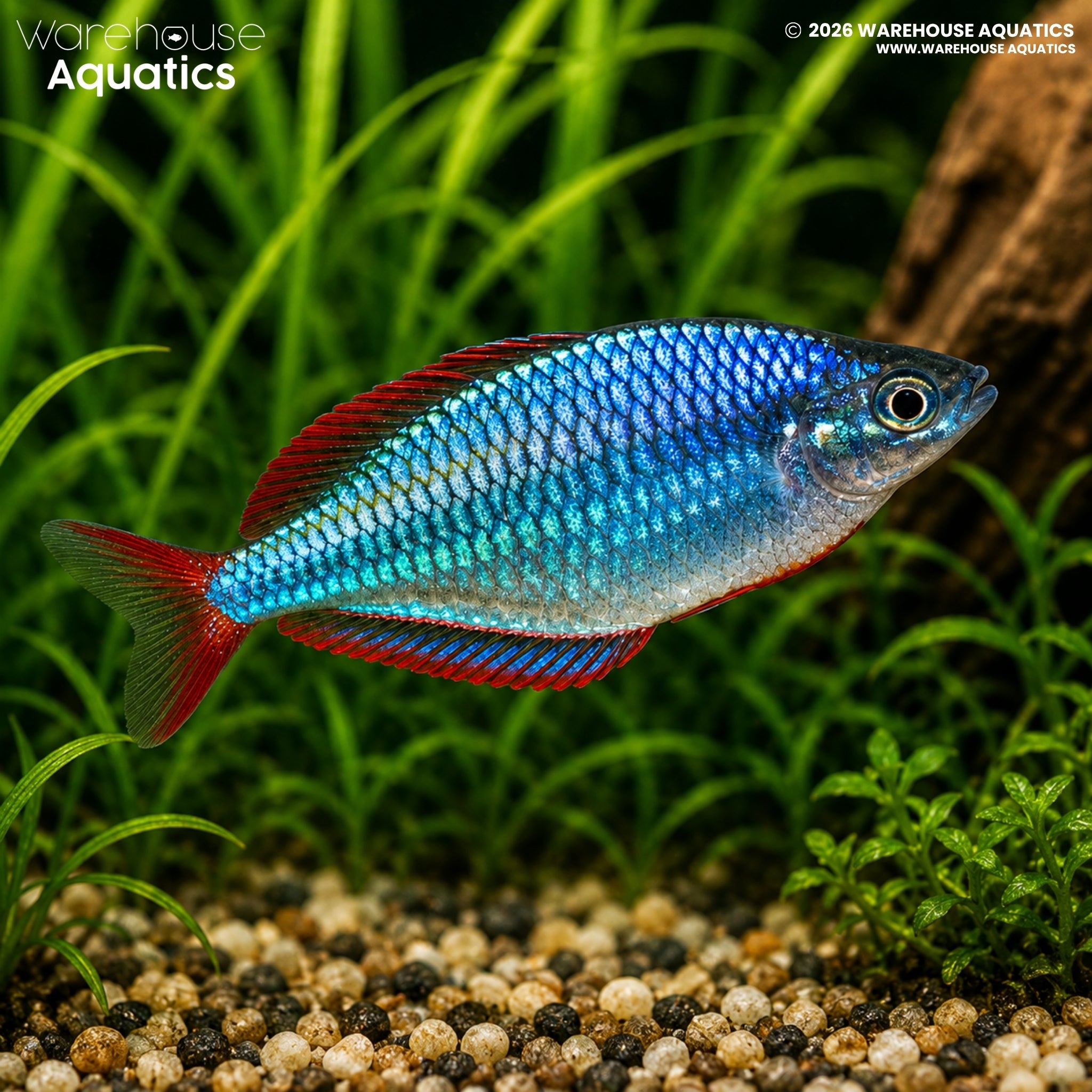 Neon Dwarf Rainbowfish (Melanotaenia praecox)