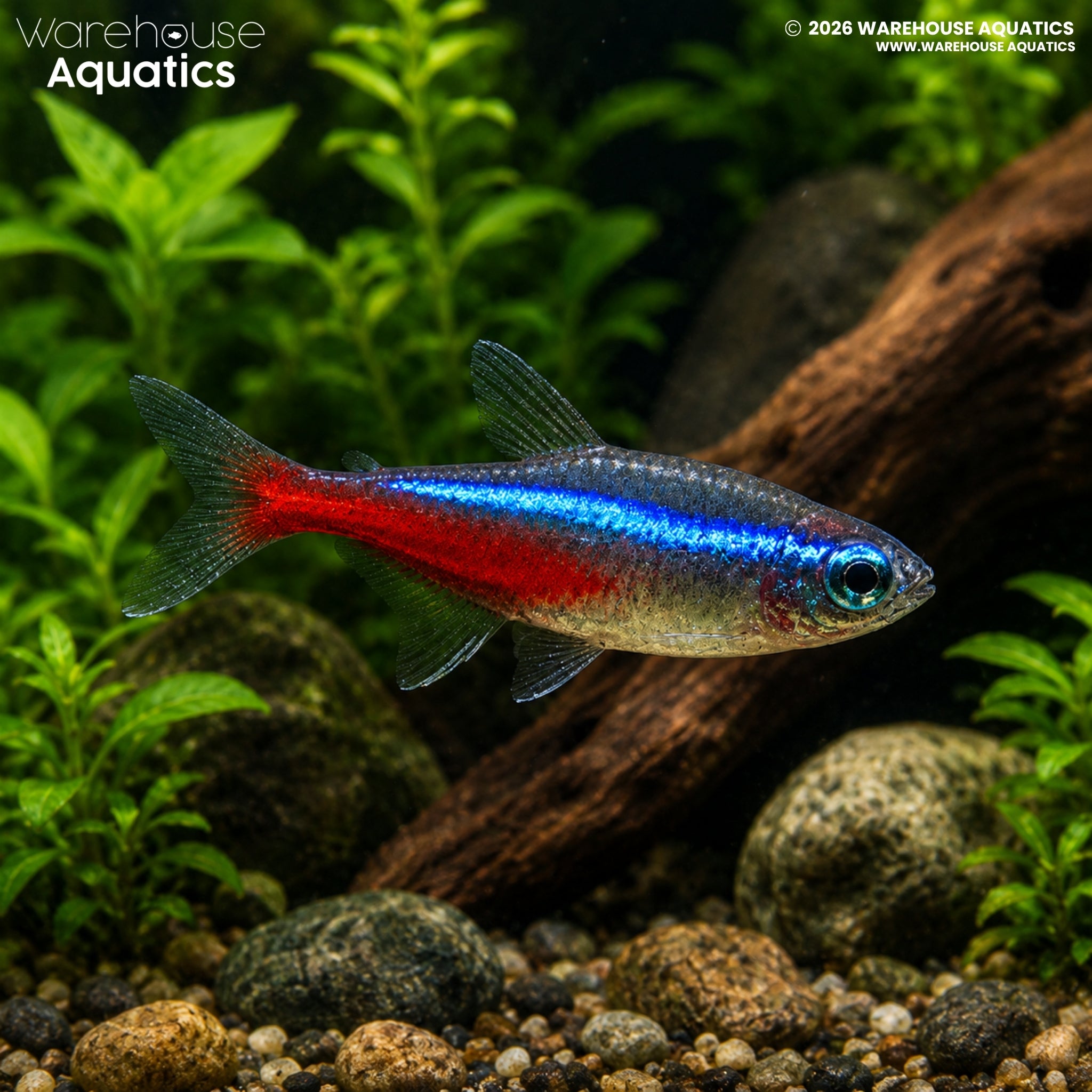 Neon Tetra (Paracheirodon innesi)