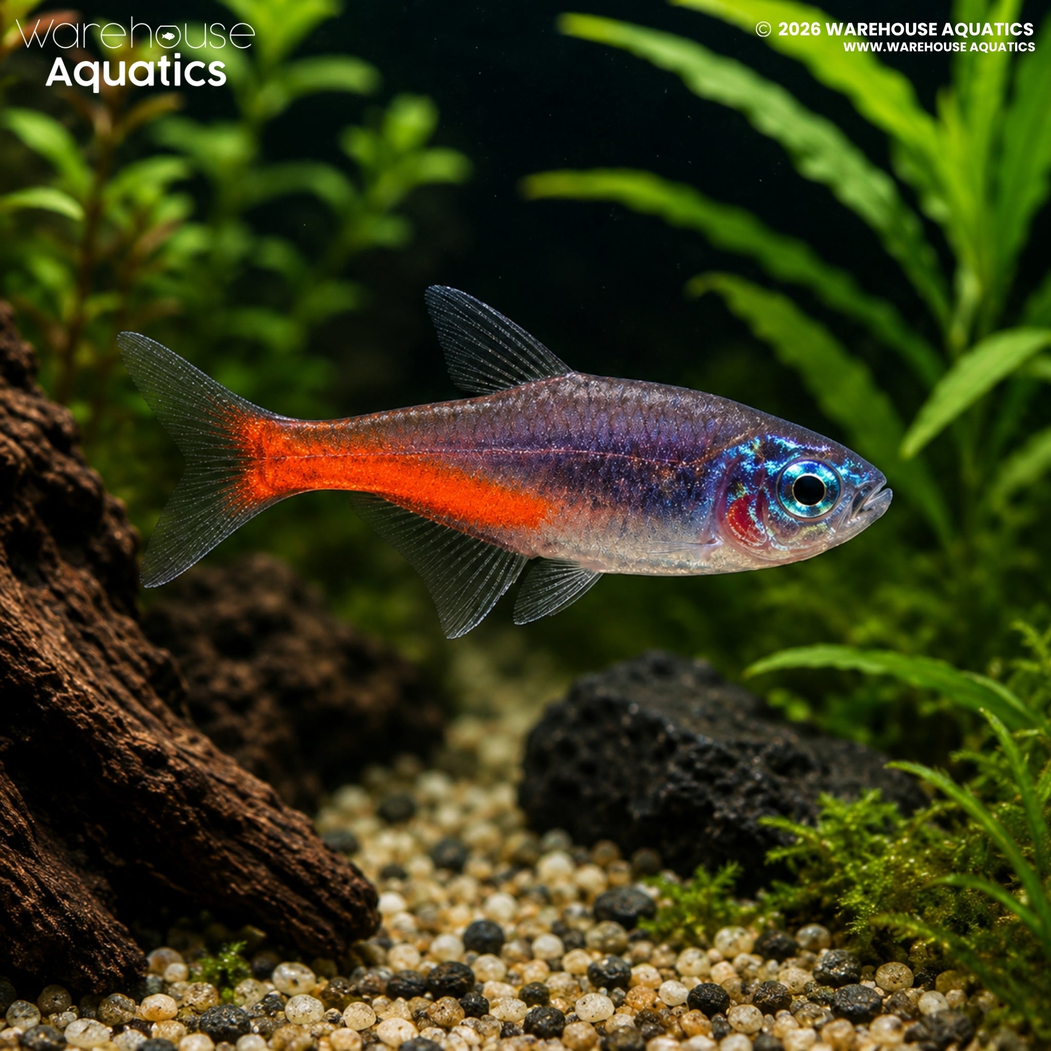 Diamond Neon Tetra (Paracheirodon innesi)