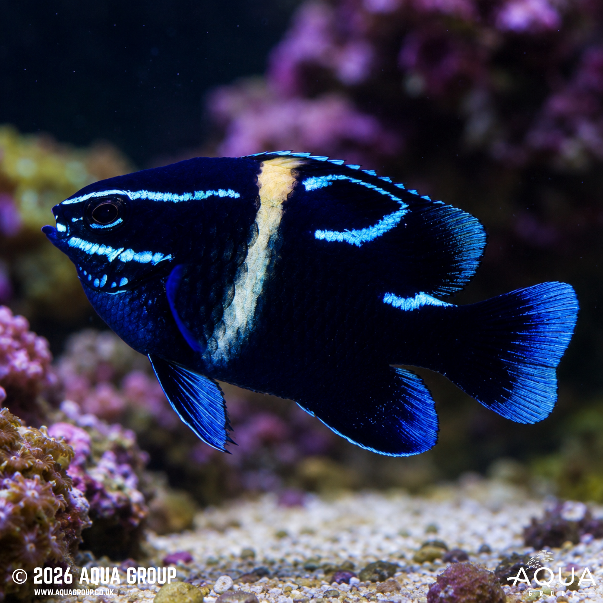 Neon Velvet Damsel (Neoglyphidodon oxyodon)