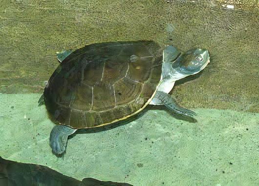 New Guinea Snapping Turtle Elseya Novaeguineae 15cm - Real Aquatics