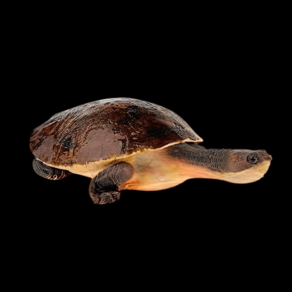 New Guinea Snapping Turtle Elseya Novaeguineae 15cm - Real Aquatics