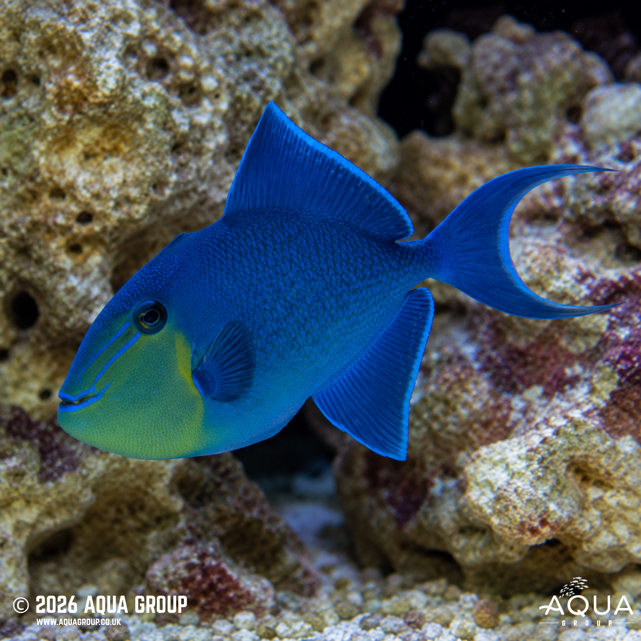 Niger Triggerfish (Odonus niger)