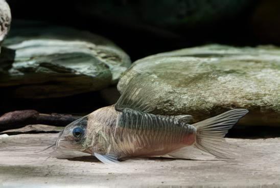 Nijessens Corydoras Nijsseni 3cm Catfish - Real Aquatics