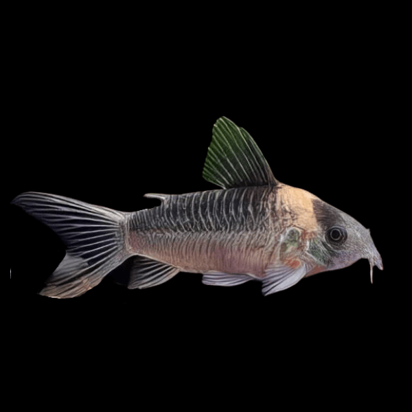 Nijessens Corydoras Nijsseni 3cm Catfish - Real Aquatics