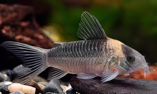 Nijessens Corydoras Nijsseni 3cm Catfish - Real Aquatics