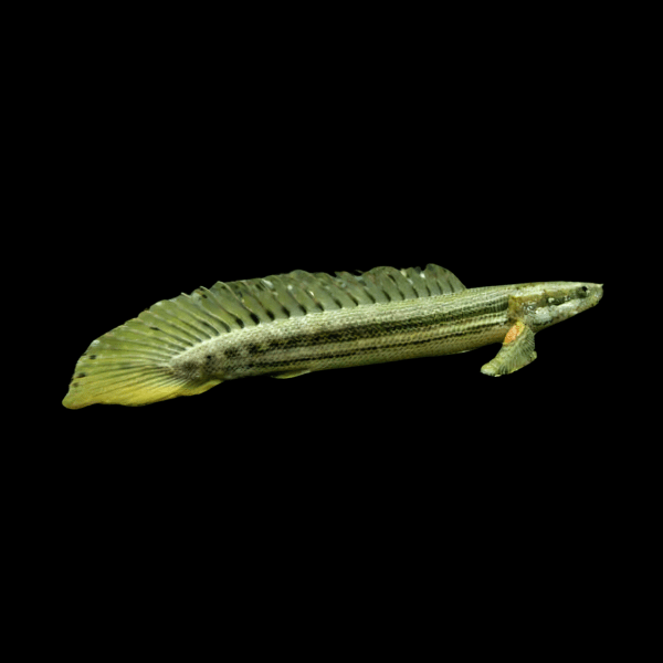 Nile Bichir Polypterus Bichir Bichir 10cm - Real Aquatics