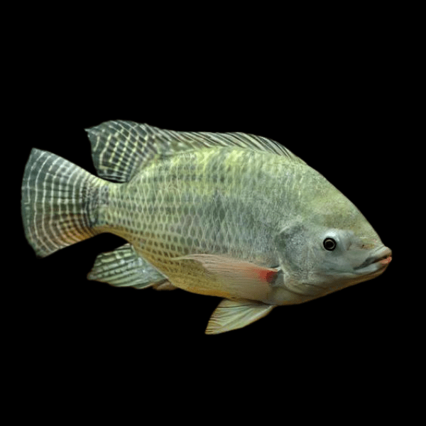 Nile Tilapia Oreochromis Niloticus 5cm - Real Aquatics