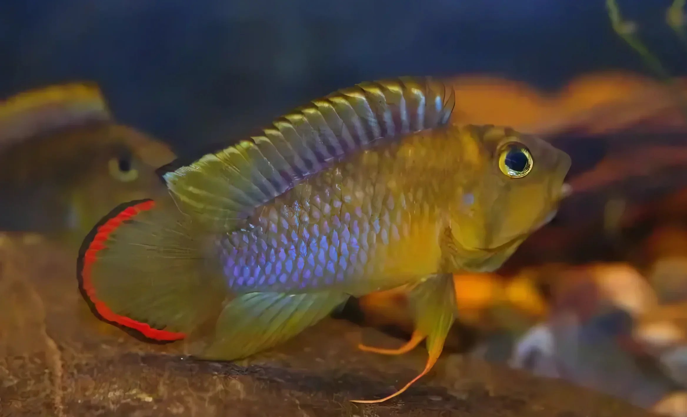 Apistogramma Njesseni 3cm