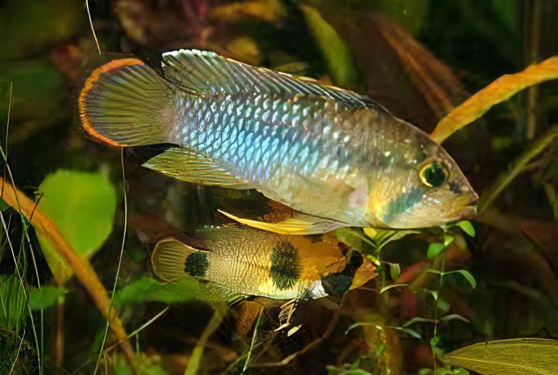 Apistogramma Njesseni 3cm