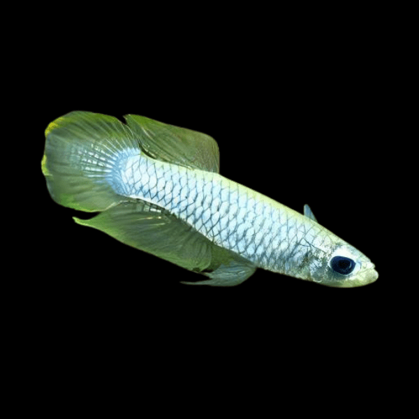 Normans Lampeye Killifish Poropanchax Normani 3cm - Real Aquatics