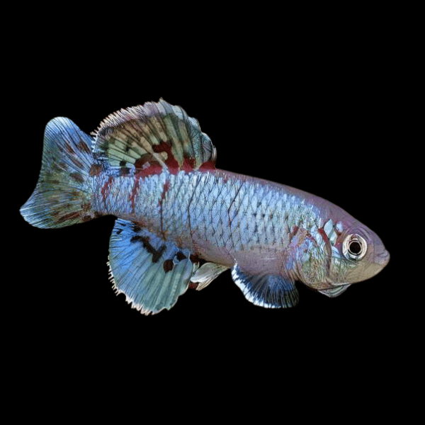 Nothobranchius Eggersi Blue Killifish 3cm - Real Aquatics