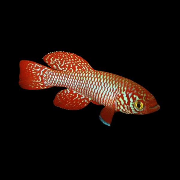 Nothobranchius Kadleci Red Killifish 3cm - Real Aquatics
