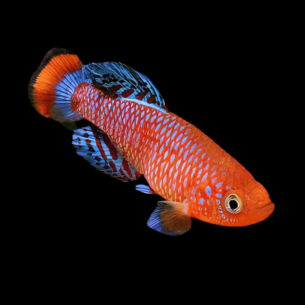 Nothobranchius Rachovii Red Killifish 3cm - Real Aquatics