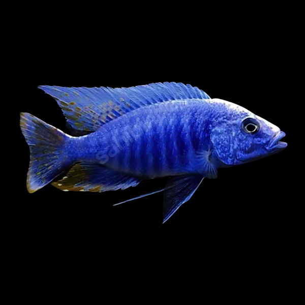 Aulonocara Nyassae Blue Peacock Malawi African Cichlid