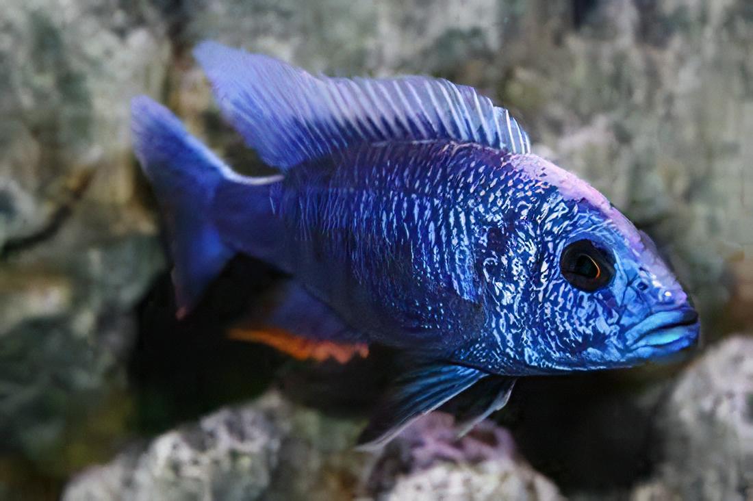 Aulonocara Nyassae Blue Peacock Malawi African Cichlid