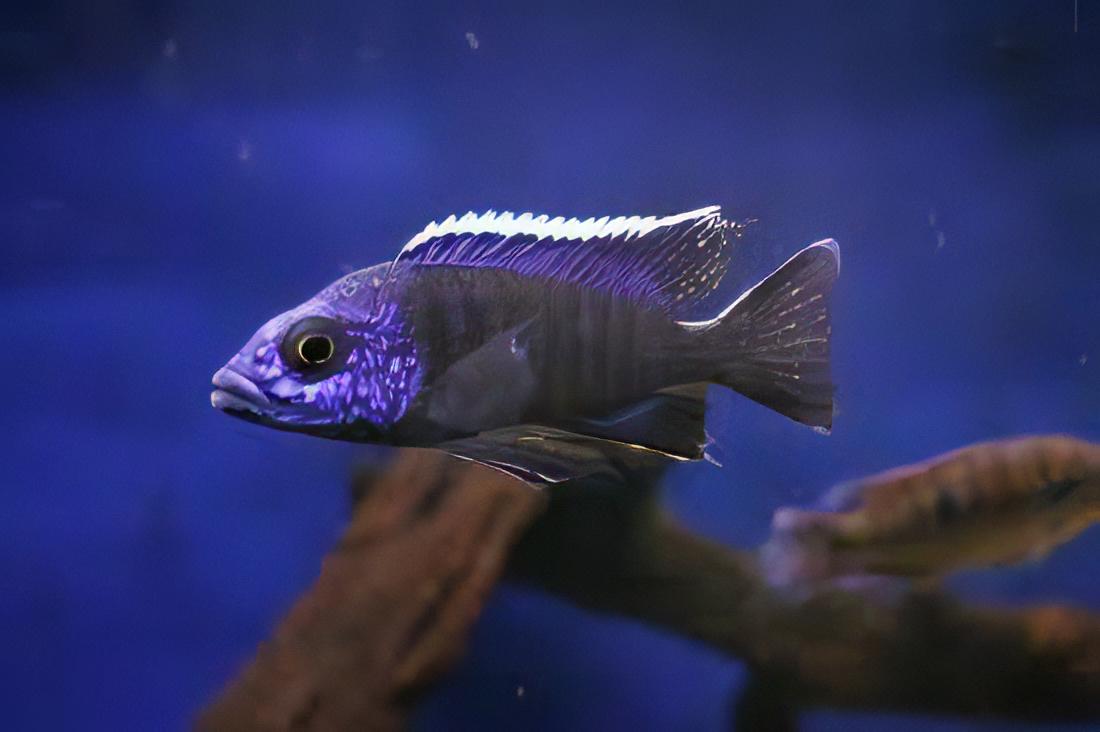Aulonocara Nyassae Blue Peacock Malawi African Cichlid