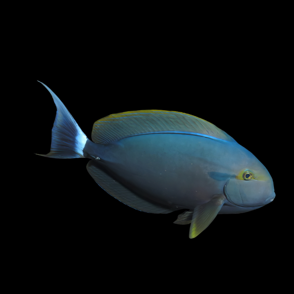 Obsidian Tang Acanthurus Gahhm - Real Aquatics