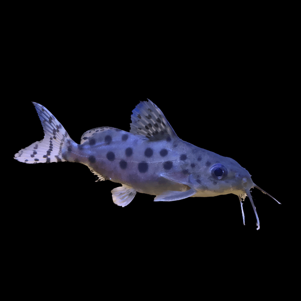 Ocellated Catfish Synodontis Ocellifer 5cm - Real Aquatics